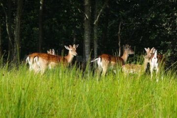 Foto DARAMUS 153, UNDE DAI SI UNDE CRAPA