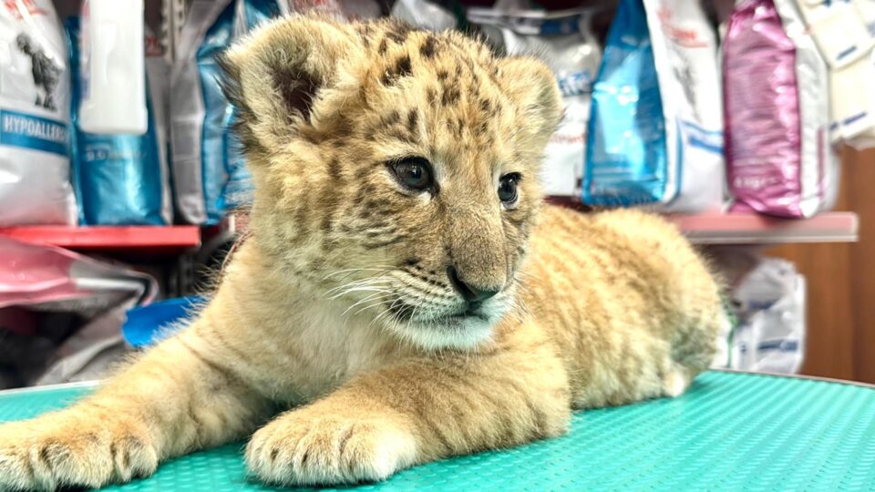 Ligrul lui Șoimaru, la o lună și jumătate, are deja 4,5 kg, i-au ieșit dințișorii și nu se mai hrănește doar cu lapte
