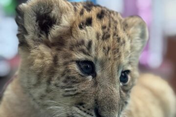 Ligrul lui Șoimaru, la o lună și jumătate, are deja 4,5 kg, i-au ieșit dințișorii și nu se mai hrănește doar cu lapte