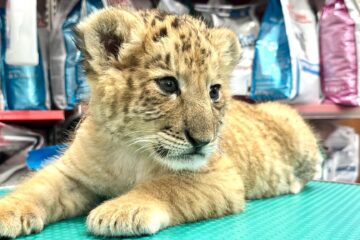 Ligrul lui Șoimaru, la o lună și jumătate are deja 4,5 kg, i-au ieșit dințișorii și nu se mai hrănește doar cu lapte