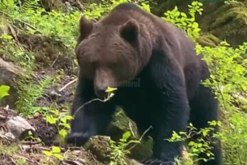 Urs impresionant surprins de silvicultorul Ionel Moroșanu la Broșteni