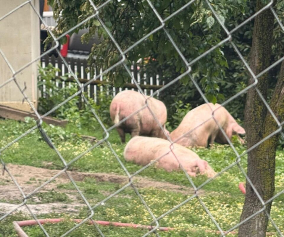 Incendiu la Bălăceana