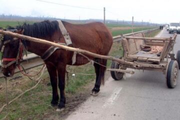 Bărbat mort după ce a trecut căruța peste el (foto generic)