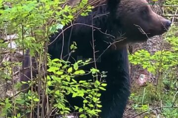 Urs impresionant surprins de silvicultorul Ionel Moroșanu la Broșteni