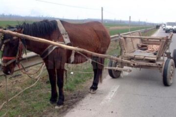 Bărbat mort după ce a trecut căruța peste el (fotografie generică)