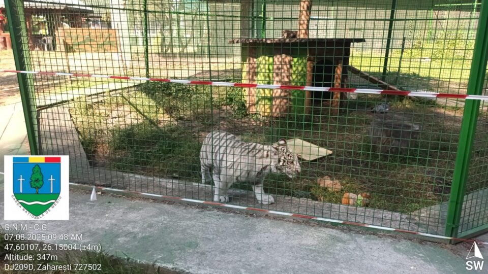 Tigru alb, la Zoo Zaharești