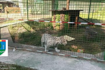 Tigru alb, la Zoo Zaharești