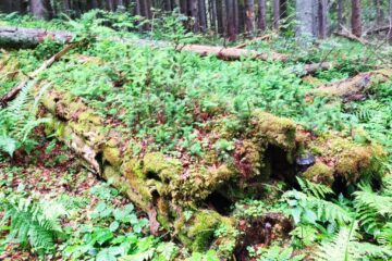 Lecție de biodiversitate dată de RNP Romsilva, cu imagini dintr-o pădure din Dorna Candrenilor