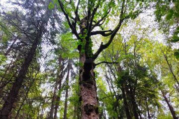 Lecție de biodiversitate dată de RNP Romsilva, cu imagini dintr-o pădure din Dorna Candrenilor