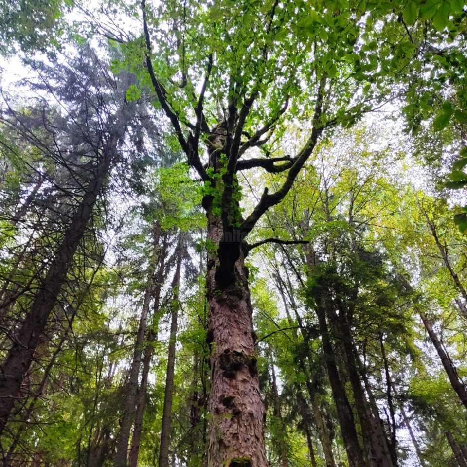 Lecție de biodiversitate dată de RNP Romsilva, cu imagini dintr-o pădure din Dorna Candrenilor
