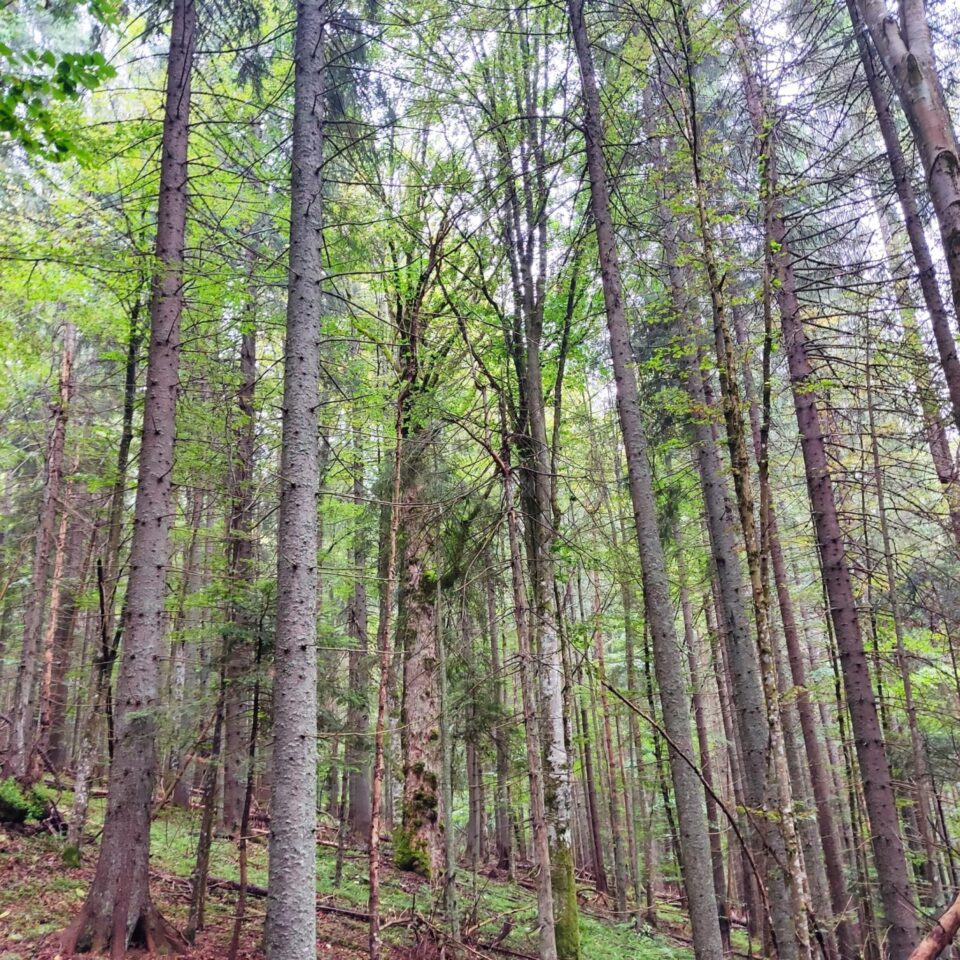 Lecție de biodiversitate dată de RNP Romsilva, cu imagini dintr-o pădure din Dorna Candrenilor
