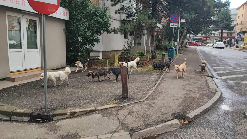 Aproape 400 de câini au fost capturați anul acesta de pe străzile Sucevei, care sunt iar pline de patrupede abandonate