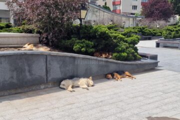 Haită de câini în centrul Sucevei