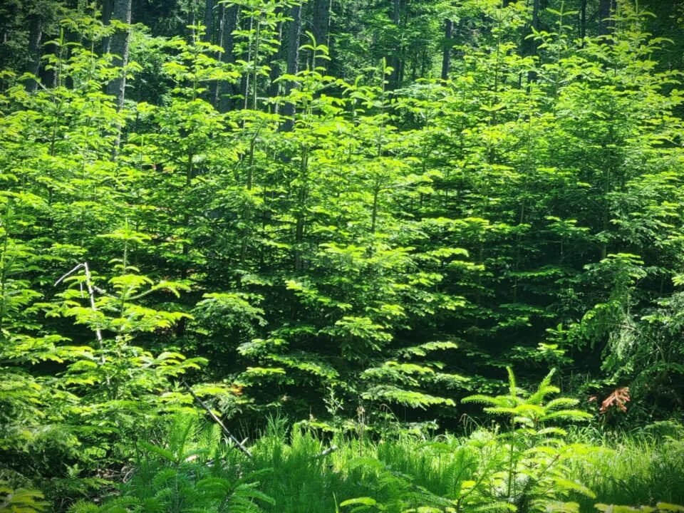 Păduri tinere, obținute prin lucrări de regenerare naturală la OS Falcău