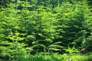 Păduri tinere, obținute prin lucrări de regenerare naturală la OS Falcău