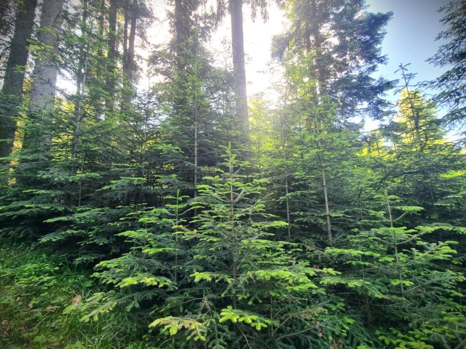 Păduri tinere, obținute prin lucrări de regenerare naturală la OS Falcău