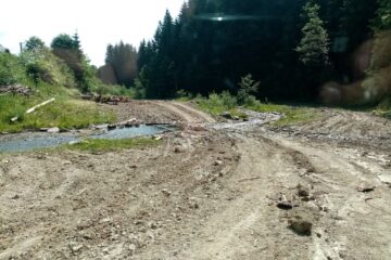 Firmă de exploatarea lemnului, amendată de Garda de Mediu