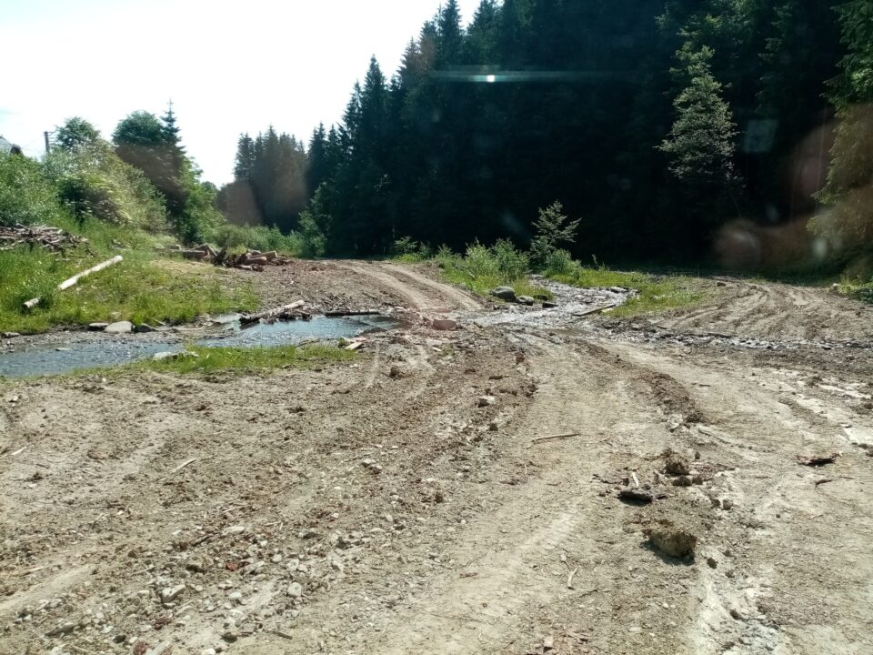 Firmă de exploatarea lemnului, amendată de Garda de Mediu