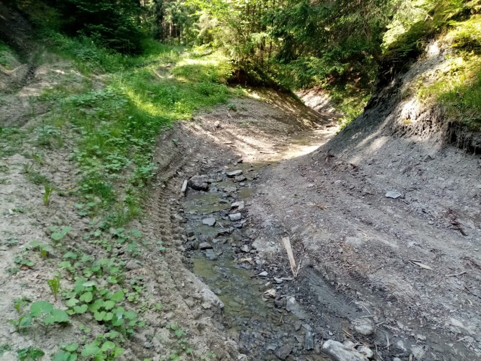 Firmă de exploatarea lemnului, amendată de Garda de Mediu