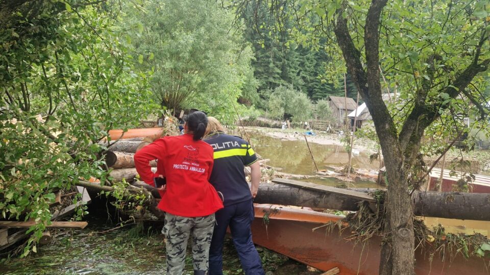 Câine rănit în urma inundațiilor de la Broșteni, preluat de Poliția Animalelor