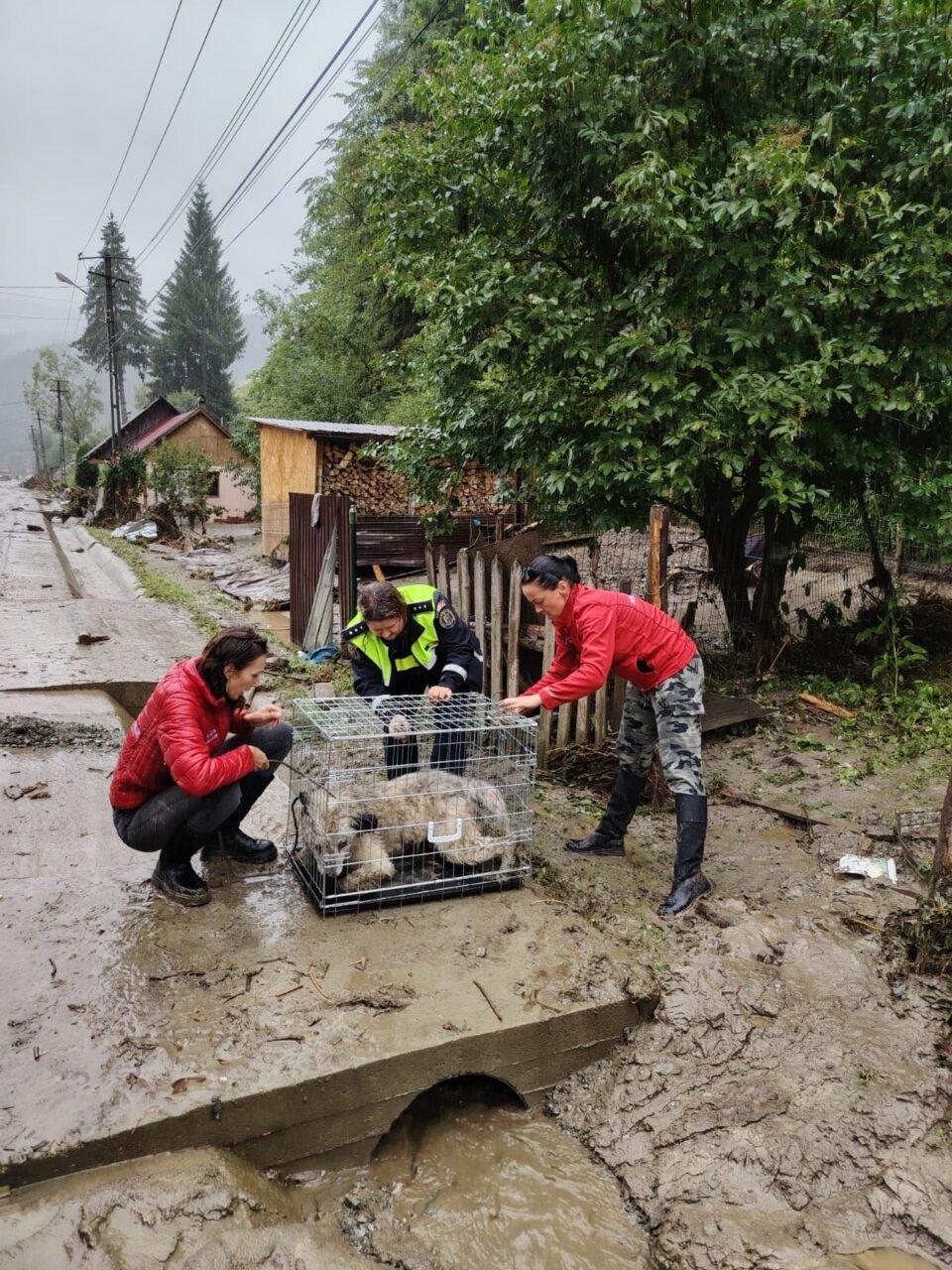 Câine rănit în urma inundațiilor de la Broșteni, preluat de Poliția Animalelor