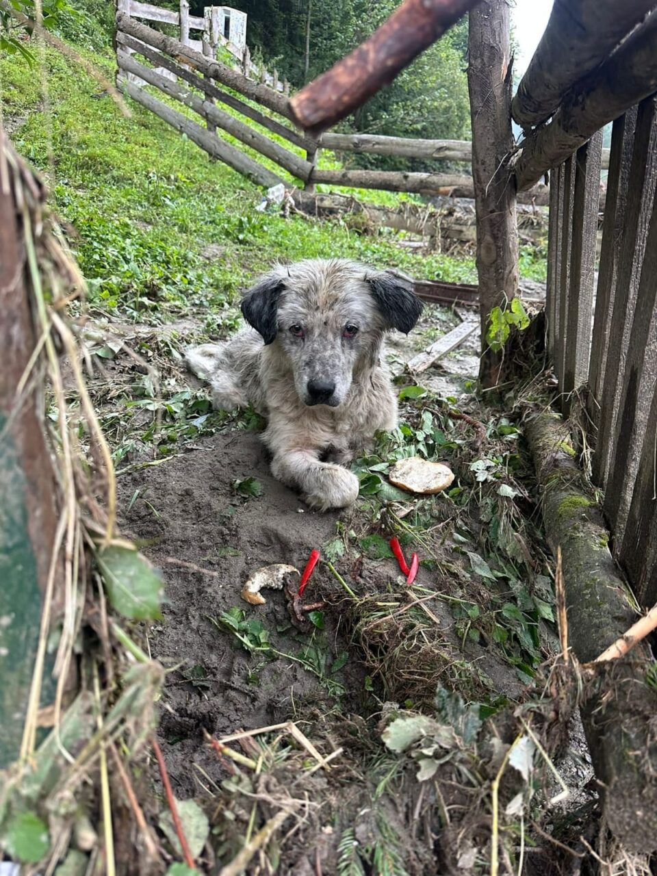Câine rănit în urma inundațiilor de la Broșteni, preluat de Poliția Animalelor