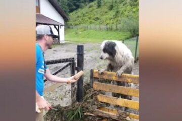 Gheorghe Sologiuc, voluntarul care a dus hrană animalelor de la casele afectate de inundații, la Broșteni