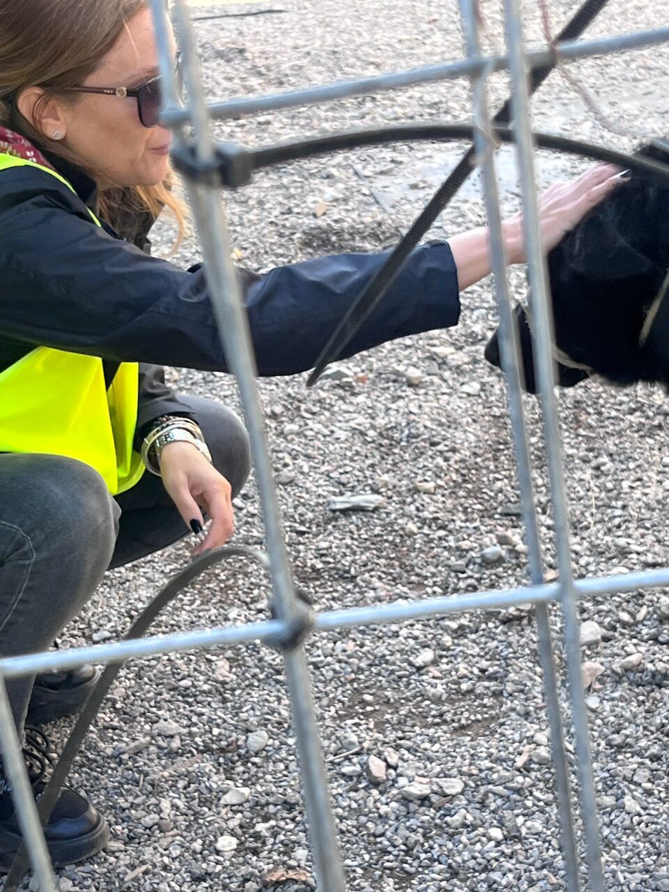 Zeci de animale salvate, multe altele dispărute, după dezastrul de la Broșteni. Acțiune de dezinsecție de urgență, efectuată din dronă