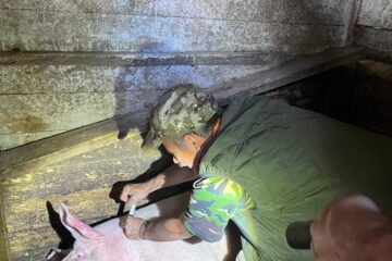 Zeci de animale salvate, multe altele dispărute, după dezastrul de la Broșteni. Acțiune de dezinsecție de urgență, efectuată din dronă