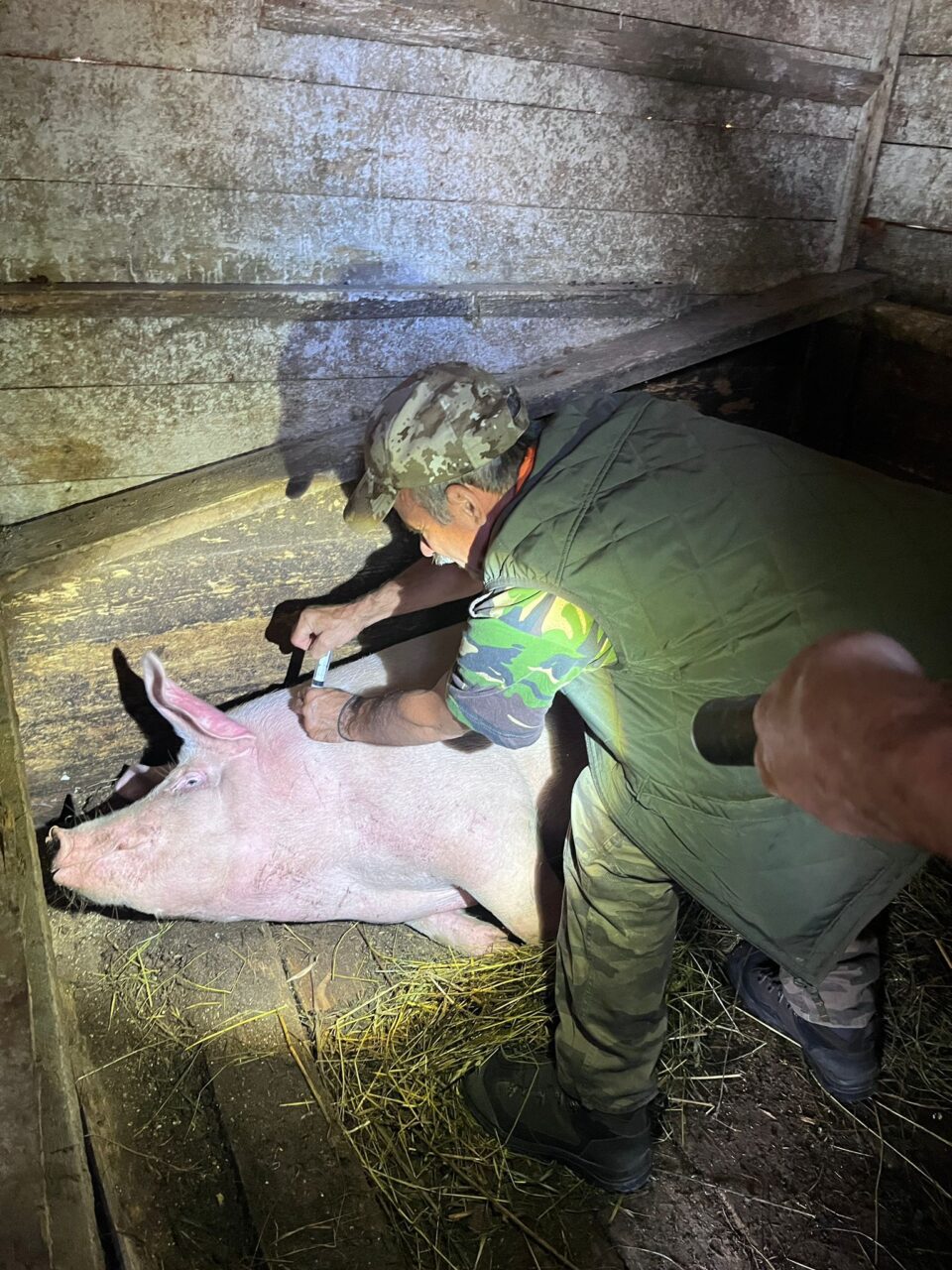 Zeci de animale salvate, multe altele dispărute, după dezastrul de la Broșteni. Acțiune de dezinsecție de urgență, efectuată din dronă