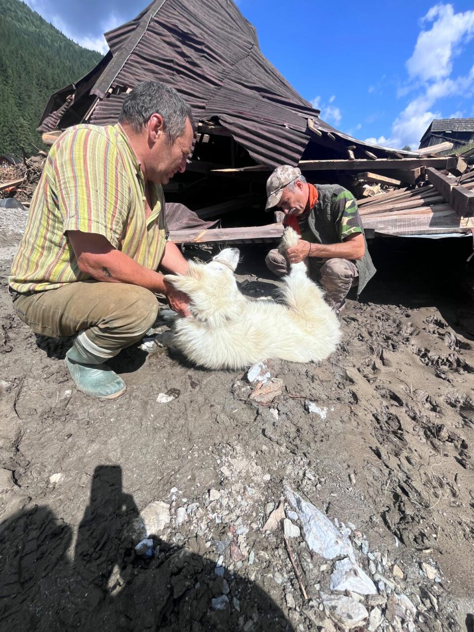 Zeci de animale salvate, multe altele dispărute, după dezastrul de la Broșteni. Acțiune de dezinsecție de urgență, efectuată din dronă
