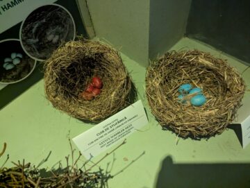 La Muzeul de Științele Naturii Suceava a fost reamenajată diorama dedicată pădurii de foioase