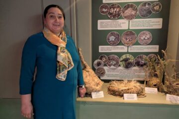 La Muzeul de Științele Naturii Suceava a fost reamenajată diorama dedicată pădurii de foioase
