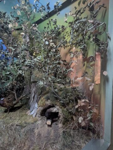 La Muzeul de Științele Naturii Suceava a fost reamenajată diorama dedicată pădurii de foioase