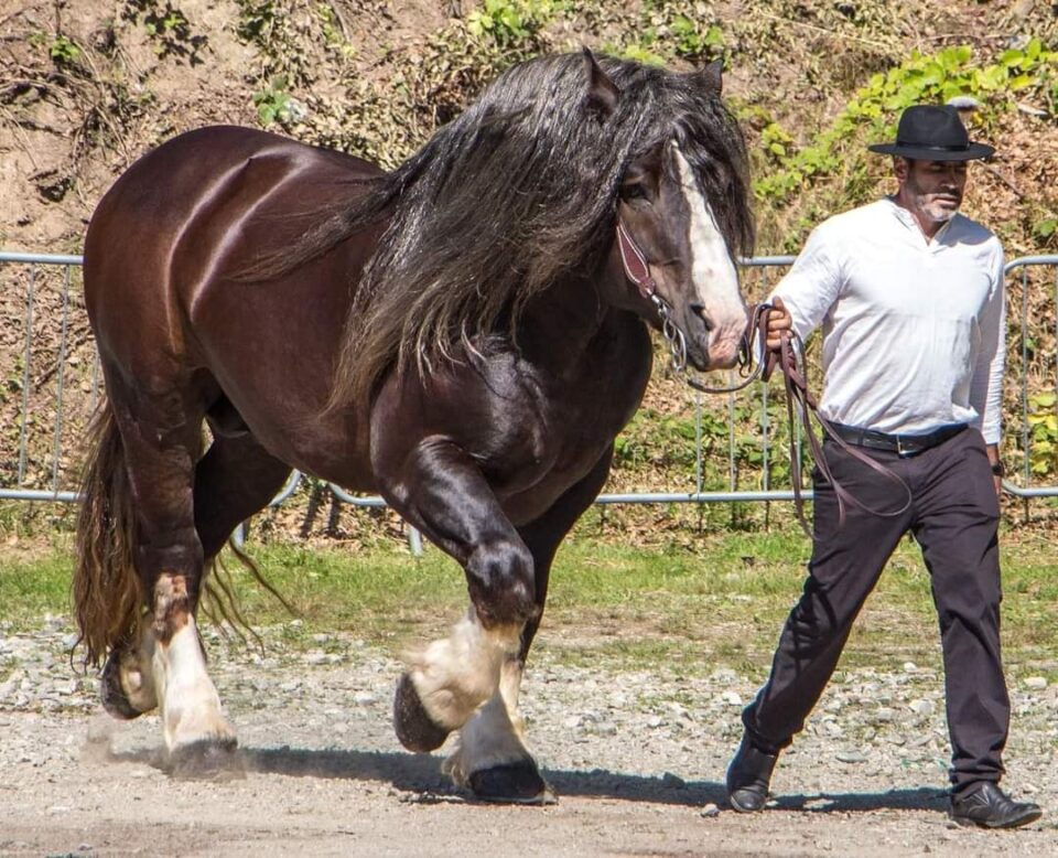 Armăsarul D’Artagnan, de 1.100 de kilograme, va deschide parada Festivalului Medieval