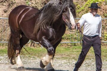 Armăsarul D’Artagnan, de 1.100 de kilograme, va deschide parada Festivalului Medieval