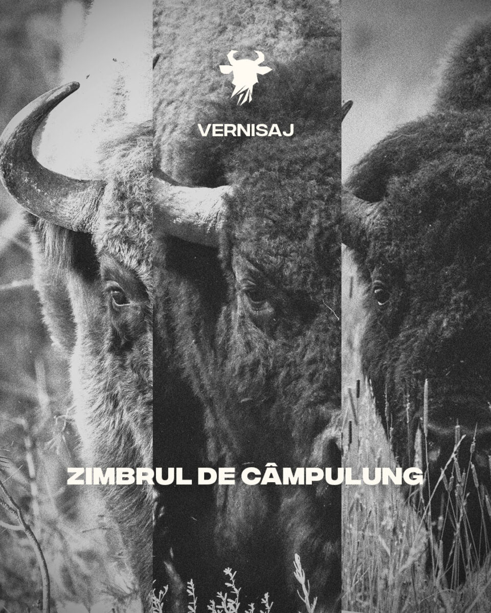 „Zimbrul de Câmpulung”