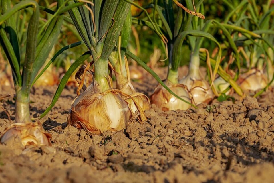 Furturile de produse agricole au devenit un adevărat fenomen