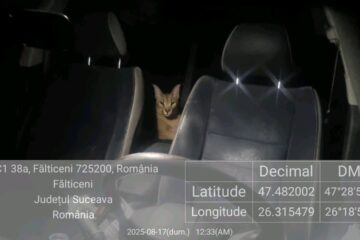 Râsul de stepă africană care a scăpat prin Fălticeni poate fi deținut legal de proprietar