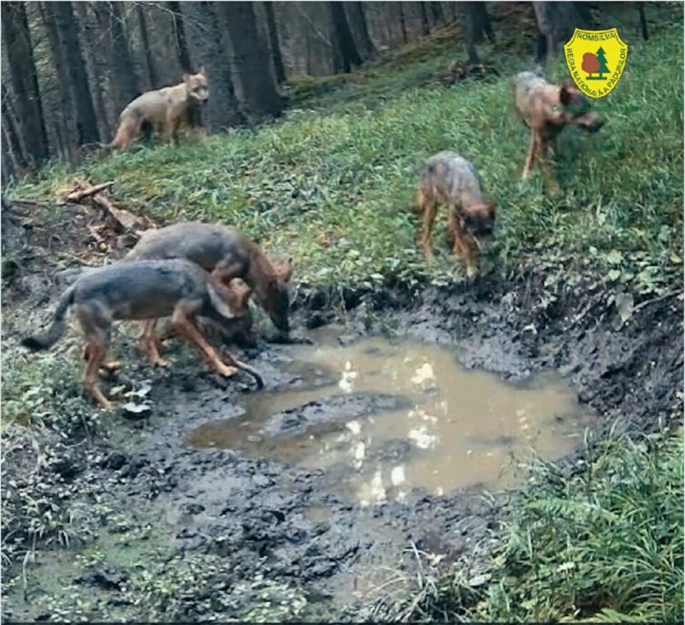 Haită de lupi la adăpat, filmată într-o pădure din Suceava