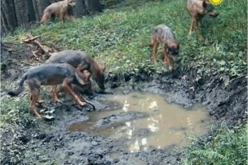 Haită de lupi la adăpat, filmată într-o pădure din Suceava