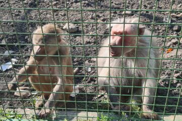 Maimuțe de la colțul zoologic „Arca lui Noe”, din localitatea Zaharești