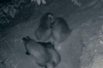 Familie de bursuci surprinsă în activități de noapte, la Ocolul Silvic Solca