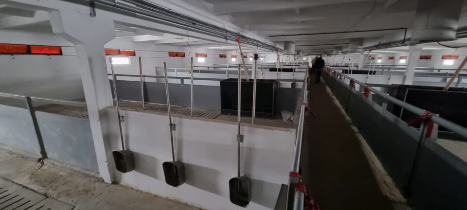 Ferma de porci de la Verești, una din cele mai mari și moderne din țară