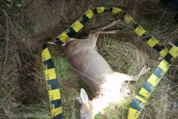 Polițiști alertați cu privire la faptul că braconieri împușcau căprioare