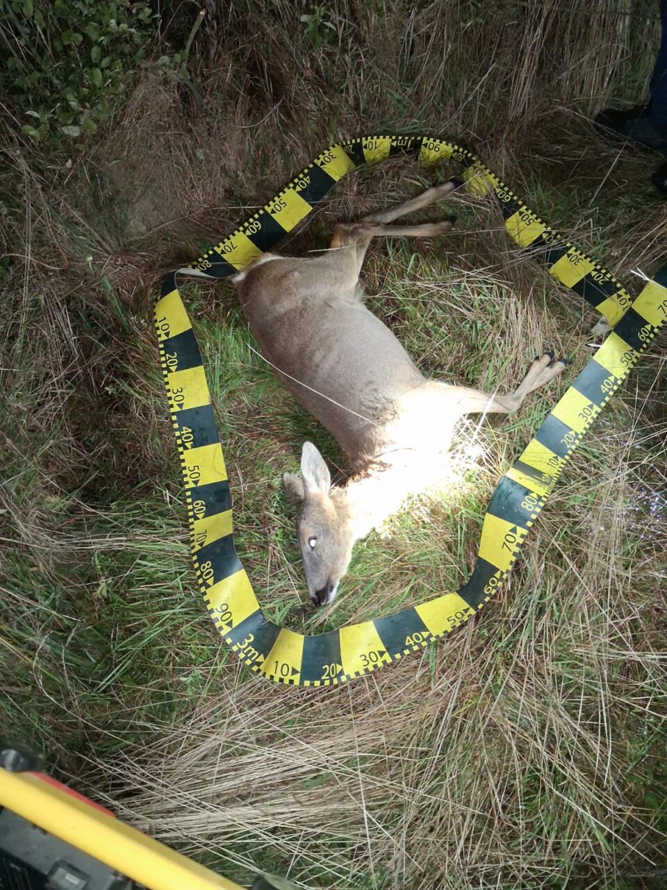 Polițiști alertați cu privire la faptul că braconieri împușcau căprioare