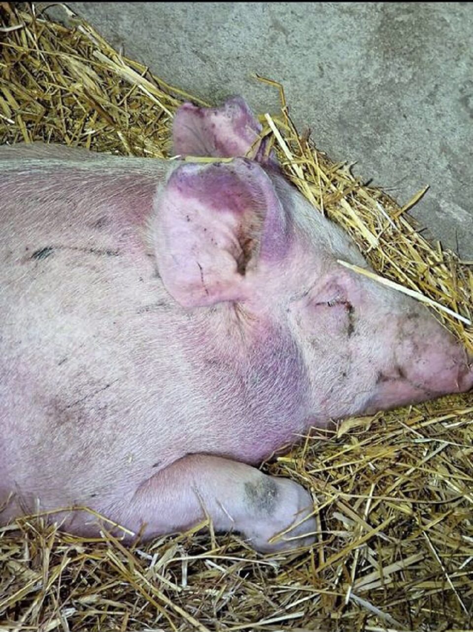 Un nou caz de pestă porcină africană confirmat în județ, la opt luni după ultimul