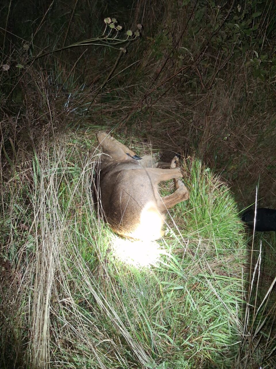 Polițiști alertați cu privire la faptul că braconieri împușcau căprioare