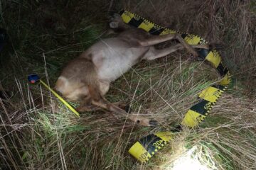 Polițiști alertați cu privire la faptul că braconieri împușcau căprioare