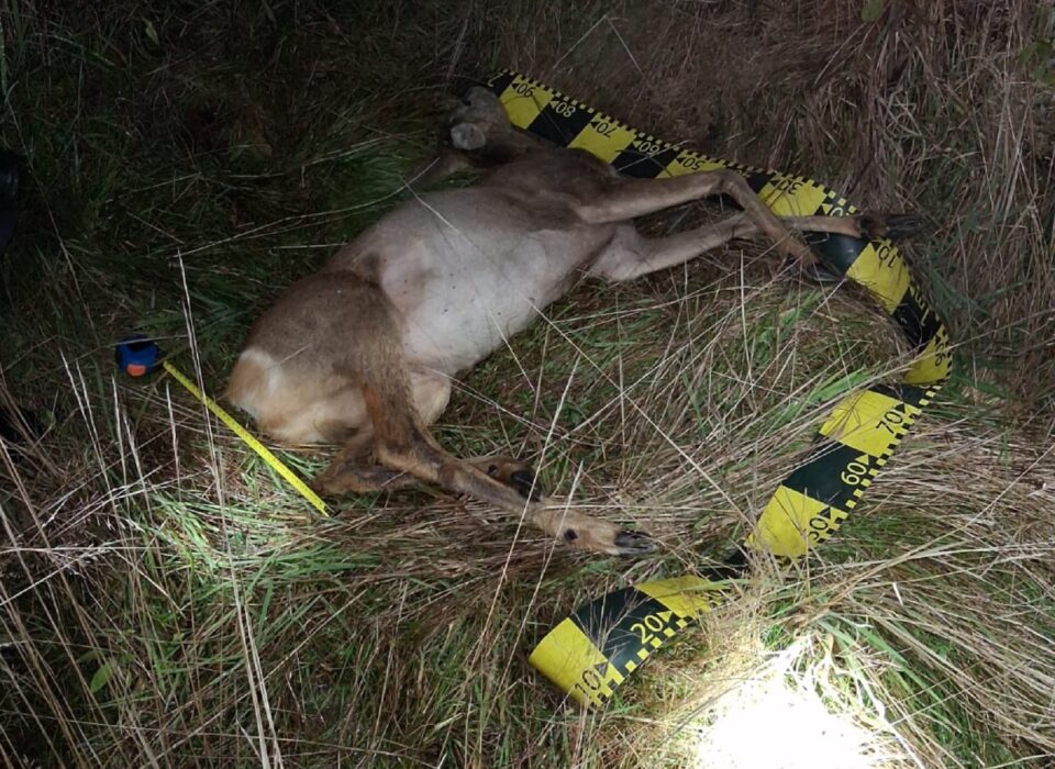 Polițiști alertați cu privire la faptul că braconieri împușcau căprioare